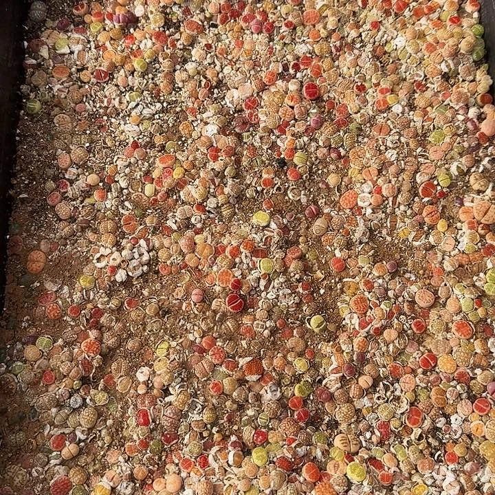 生石花1111。     203