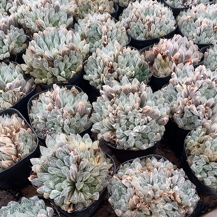 白斑玉露昆明发满 18.8 包邮到家