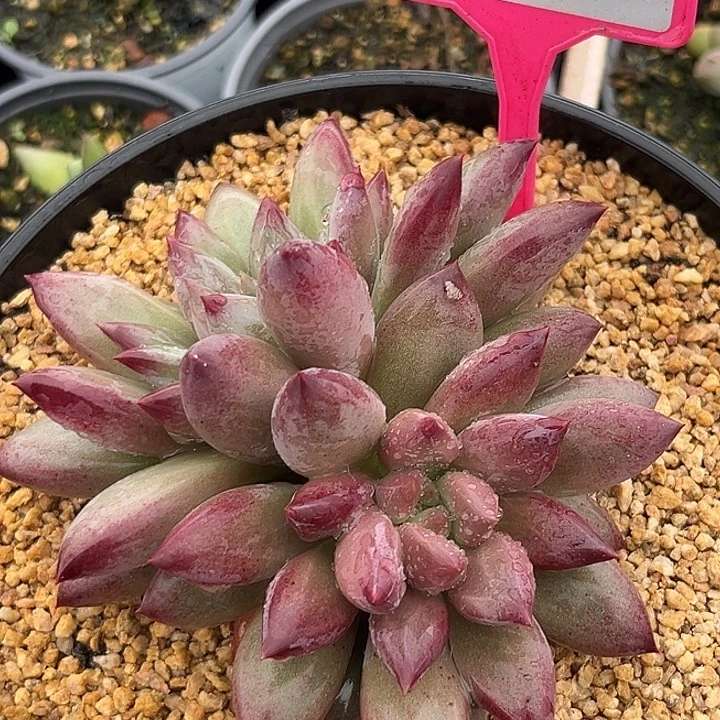 虞美人一物一拍265