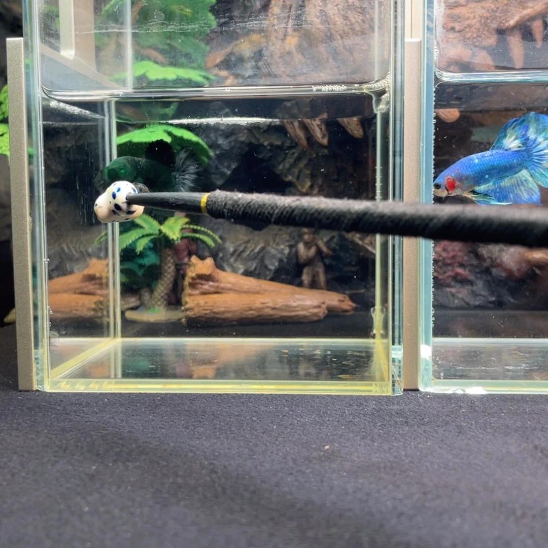 斗鱼十一月十二日竞价