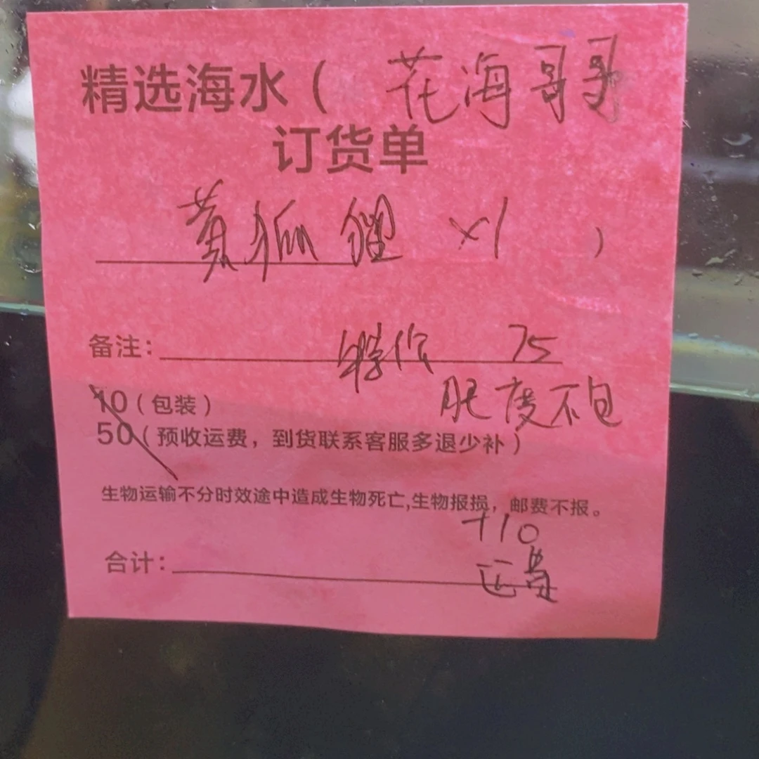 海水鱼黄狐狸特价➕运费10
