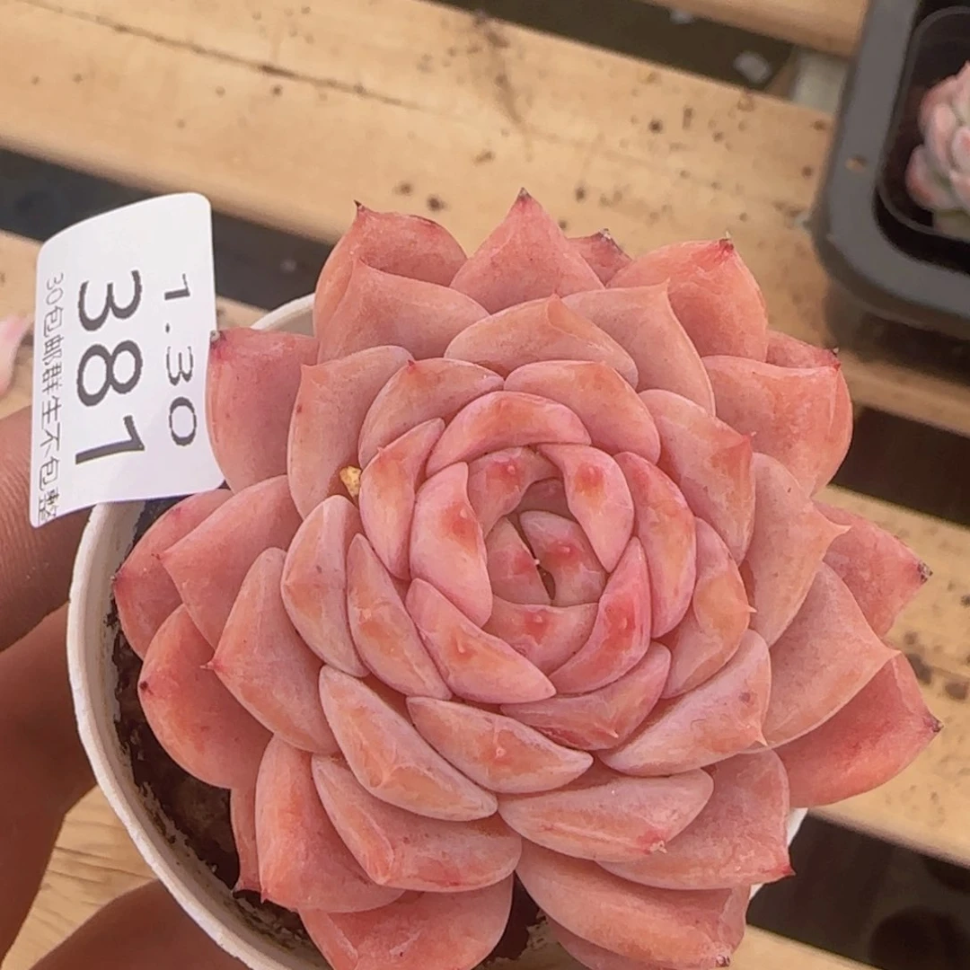 冰魄单头一颗脱土发货