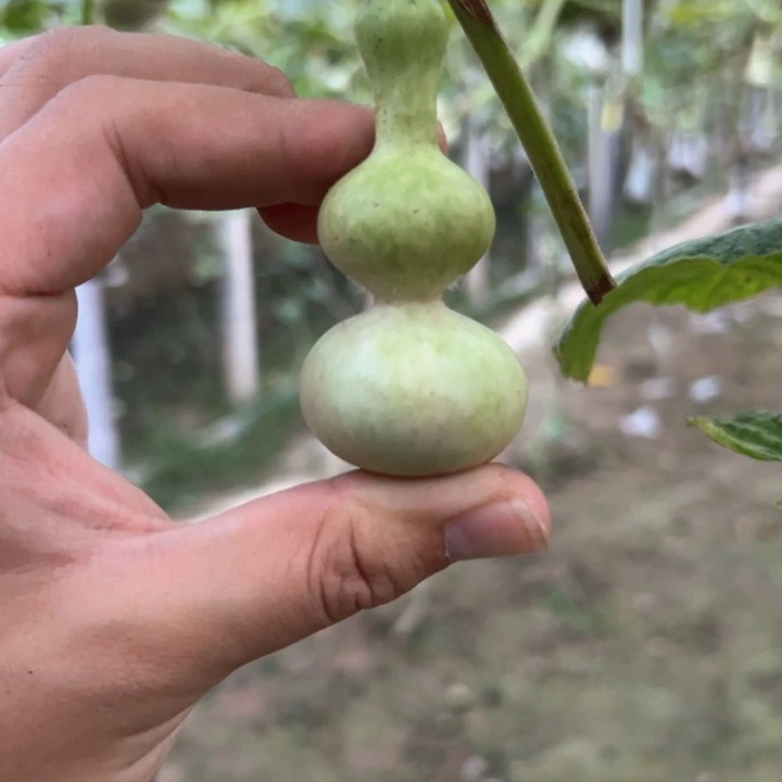 暴***长葫芦葫芦葫芦葫芦葫芦葫芦
