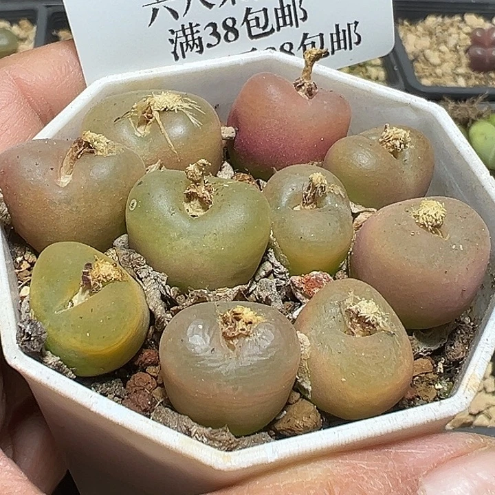 729号开播特价毛汗尼一盆