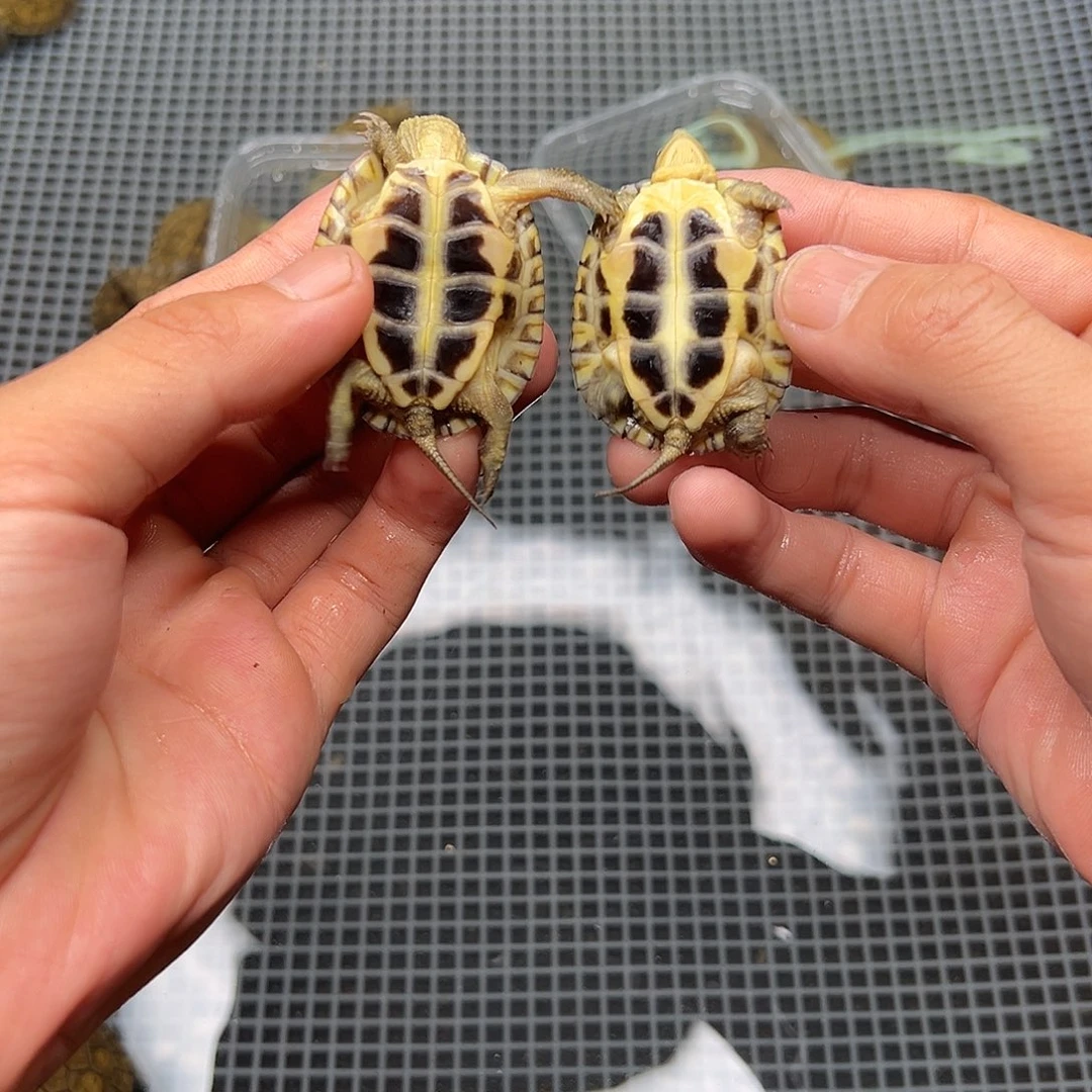 母绿毛龟B****o13 号 50