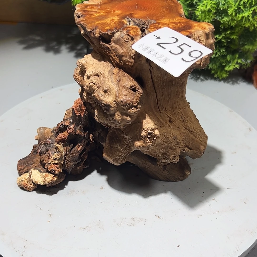 凭***风香榧木火琉璃……火琉璃