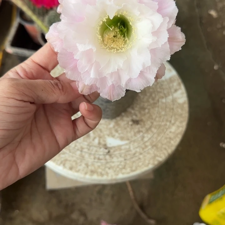 元****仙人球带根摘花发货46