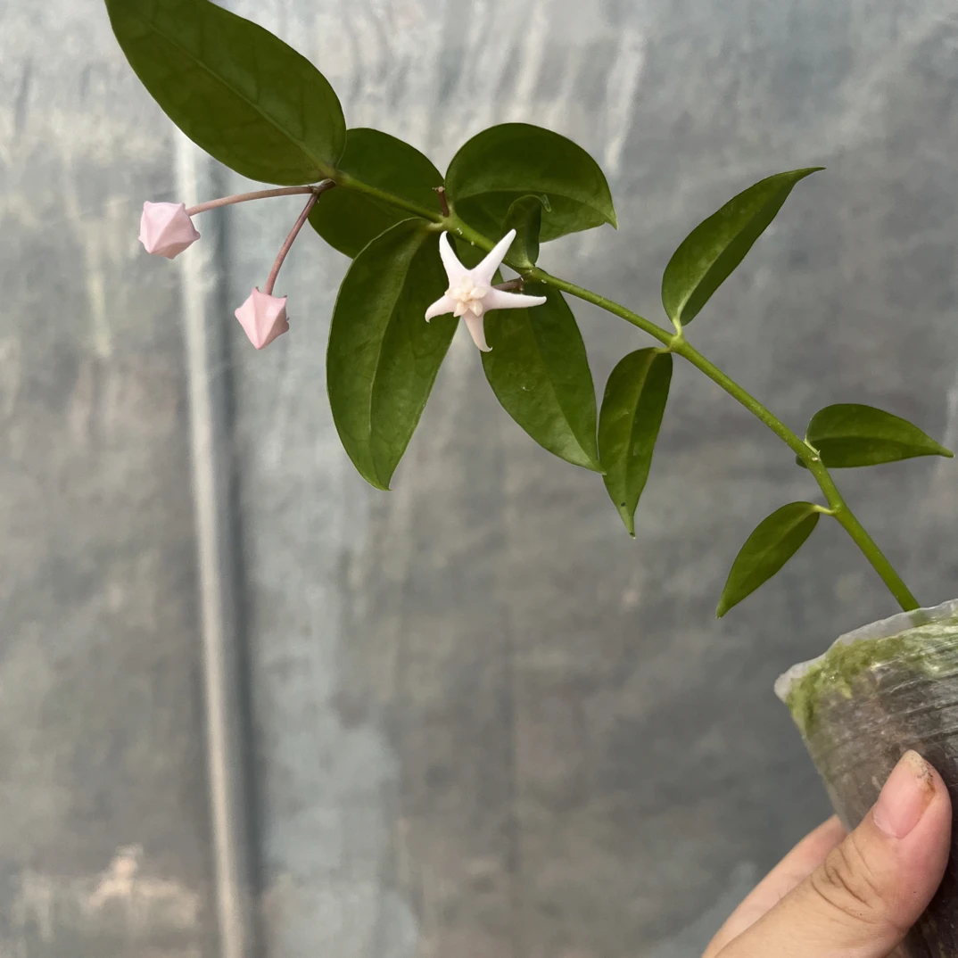 长瓣球兰Hoya Acuminata非常勤花