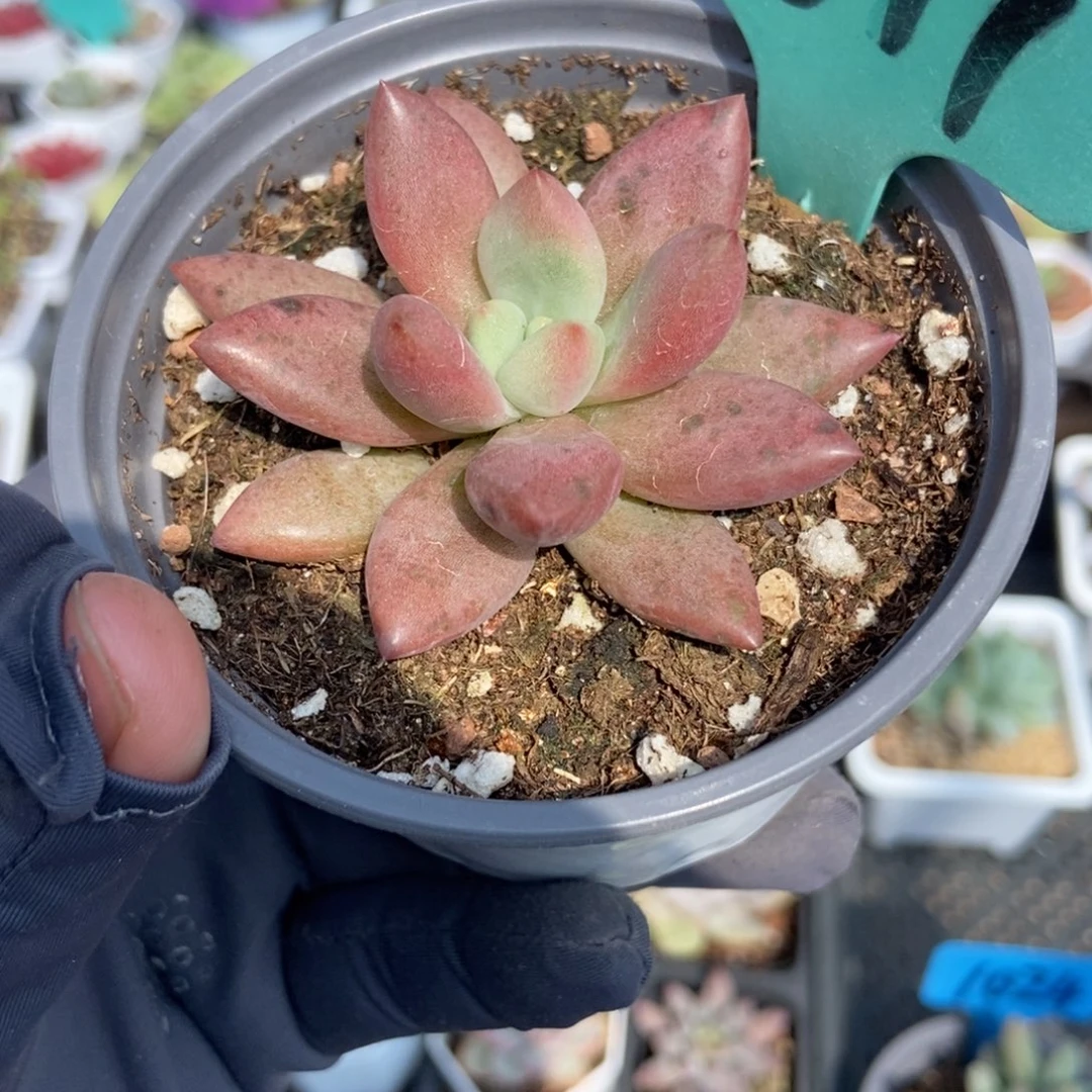 1877赫菲多肉植物多肉