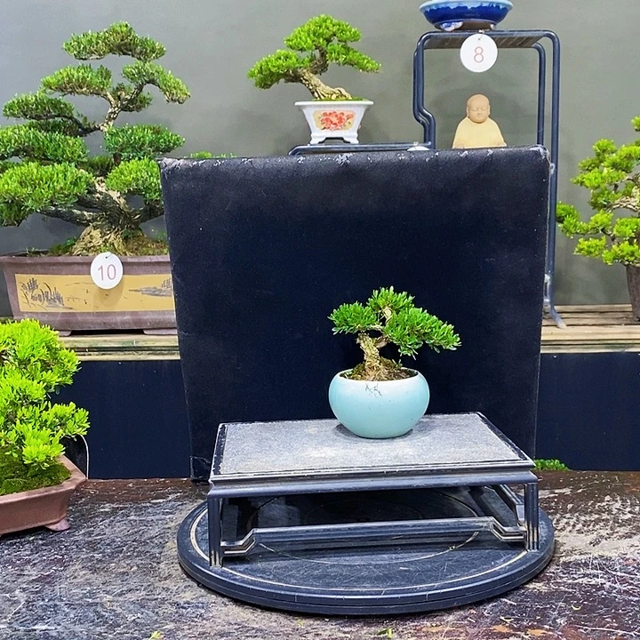 无花朵黄杨盆景四季常青