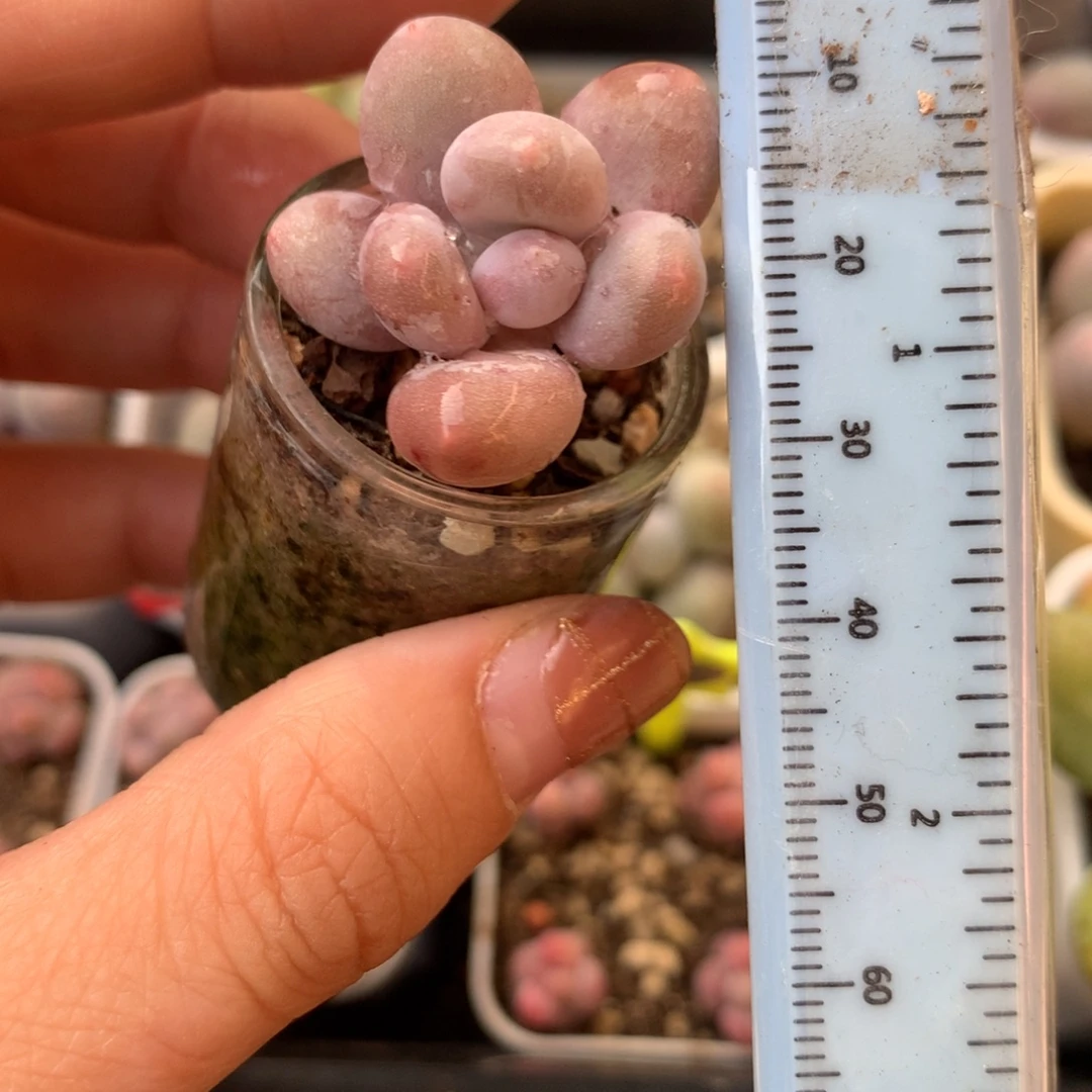 奶酪 不凑满28元发一片叶 不售后 到付