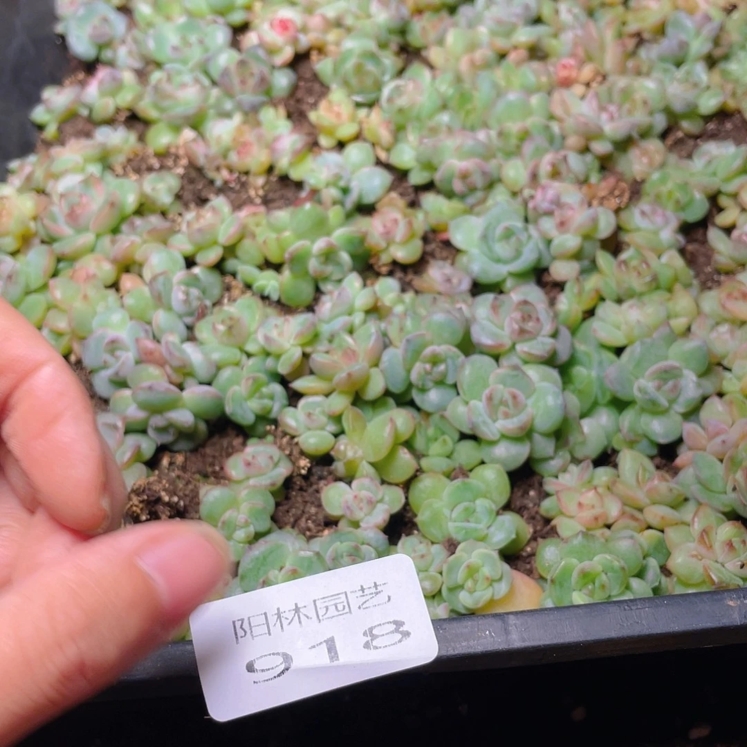 熊***宝多肉植物多肉植物918
