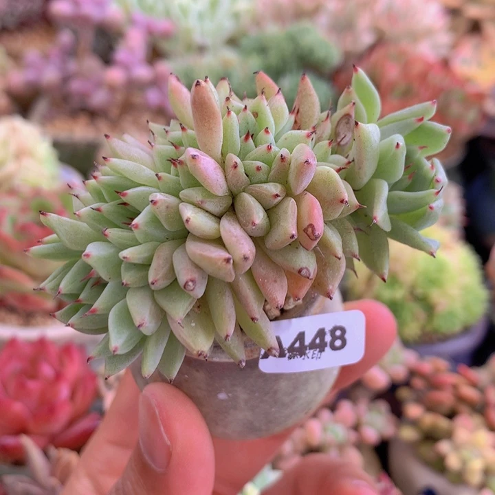 一物一拍含盆土满38包邮A448