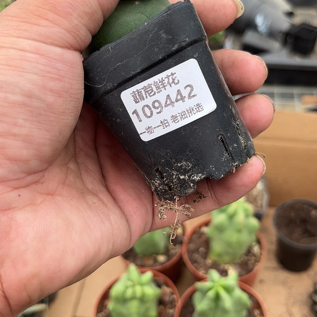 趣***哆109442一物一拍单头发货