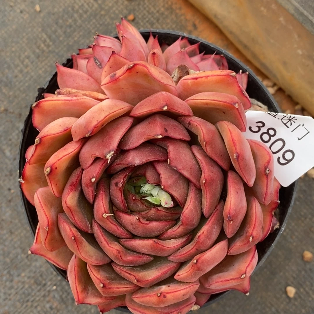 陆*子杂交精品多肉3809