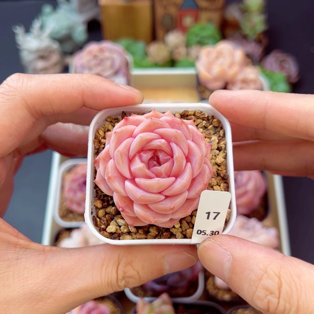 樱落17、哈哈哈哈