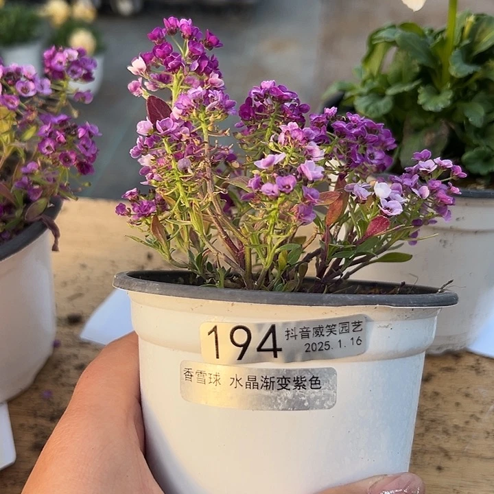 红陶辰*秋抖音直播闪拍194