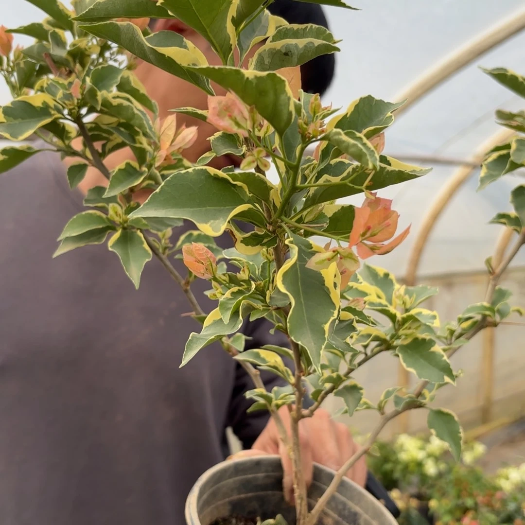 全部花苞（马斯佩拉克）三角梅会落花落叶会光杆苗有大有小