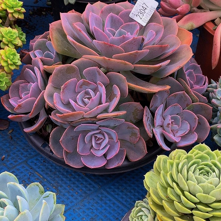 八***后尘埃玫瑰23047多肉多肉率