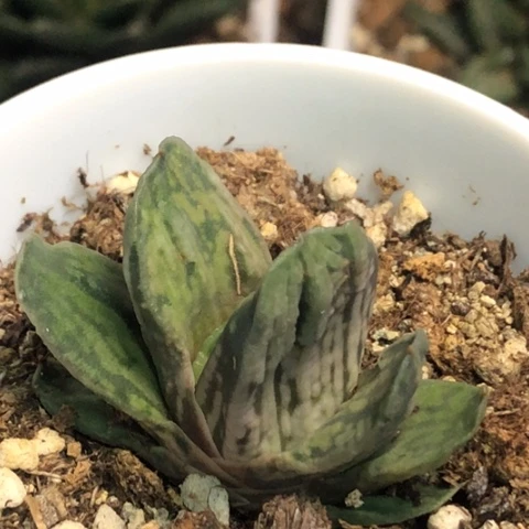 白鲸龙蜗牛带盆发货哈哈
