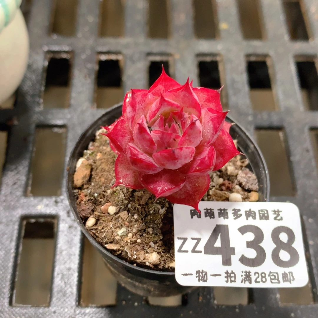 肉萌萌拇指盆精控多肉ZZ438