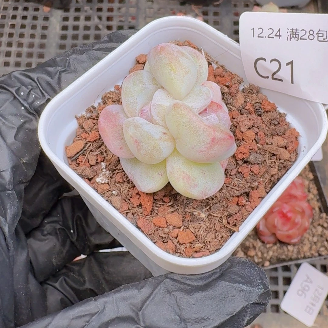 双心石化一颗脱土发货