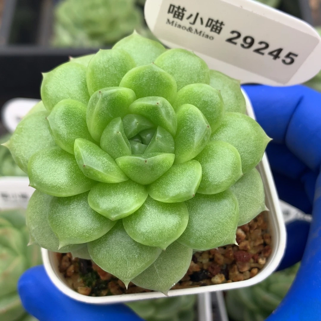 多肉植物杂交珍妮