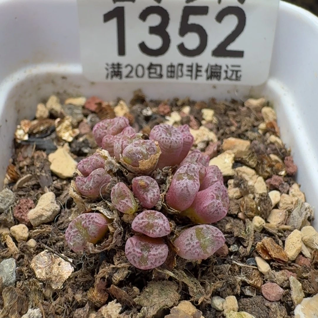 红珊瑚带盆土。