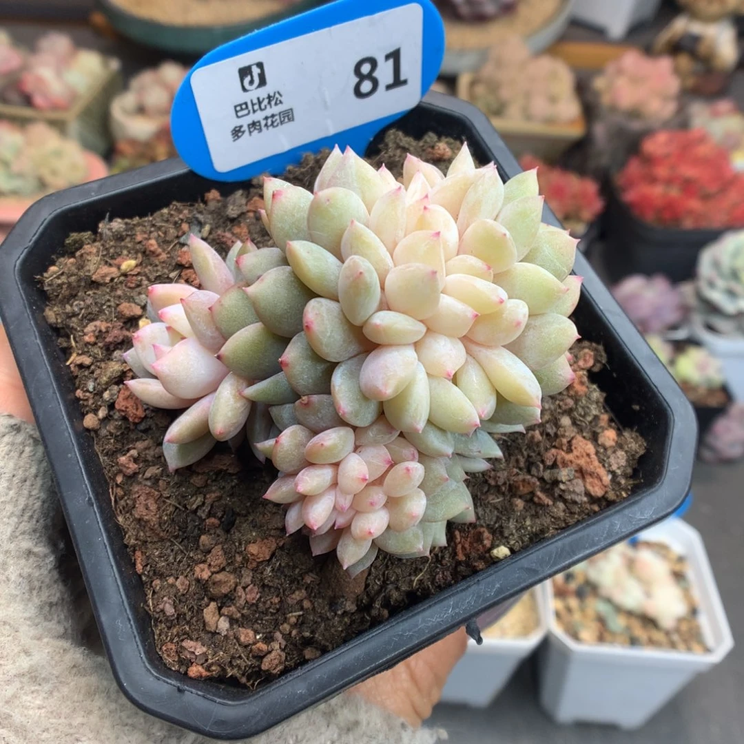 81梦露缀化多肉植物