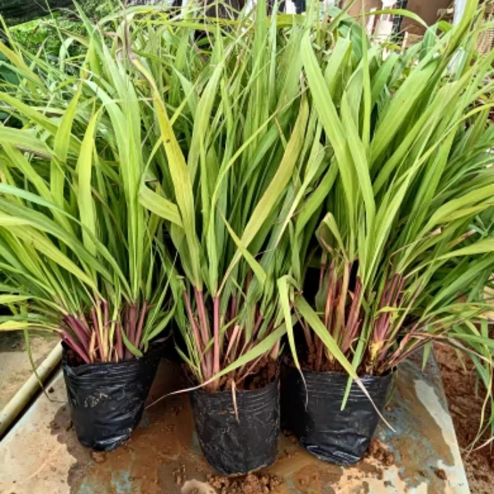 云南香茅草苗风茅草苗大苗老苗可栽种易活6棵1盆新品热卖