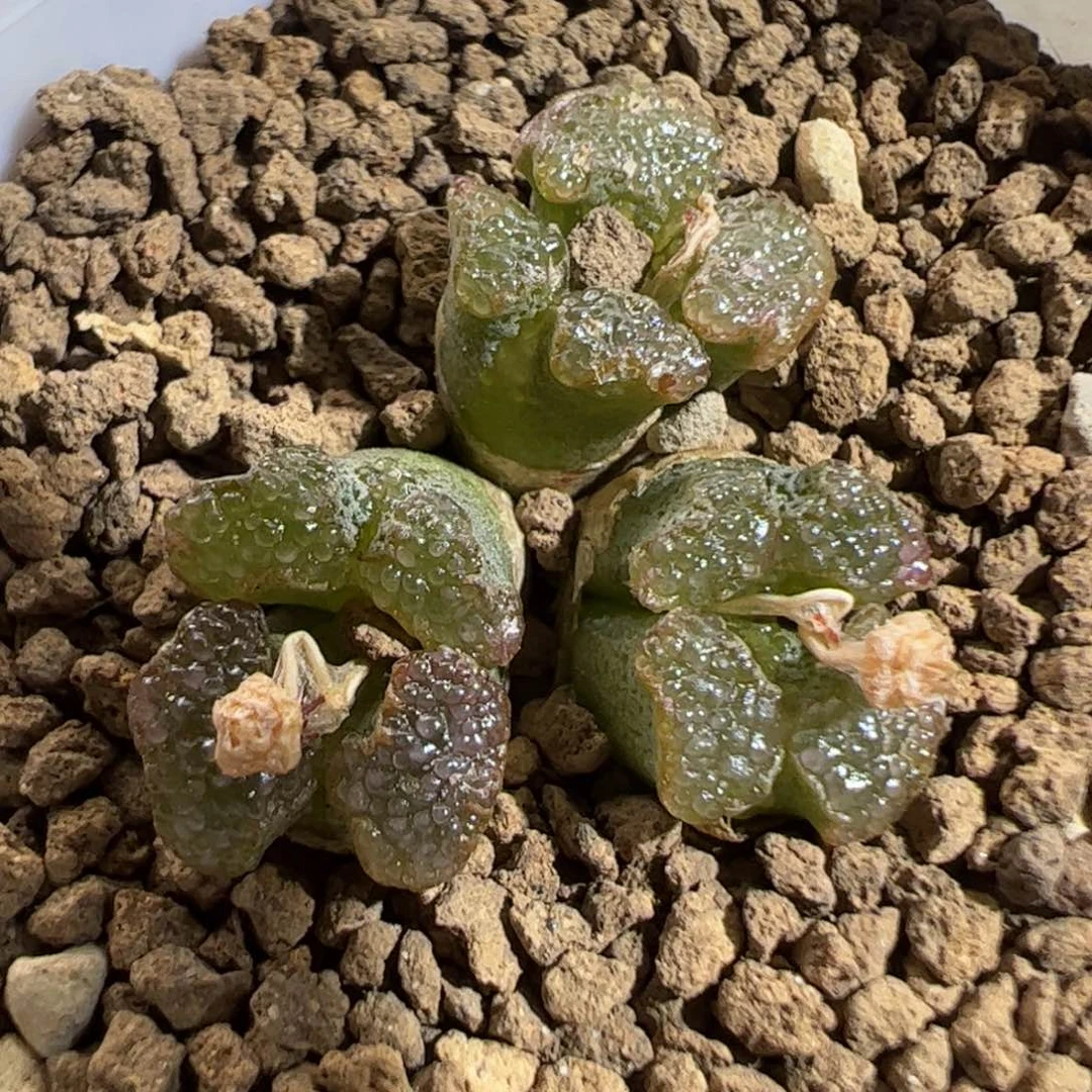 299。  江南蝴蝶勋章。