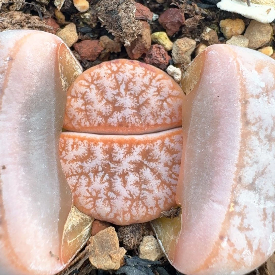 398拿铁带盆土000000000