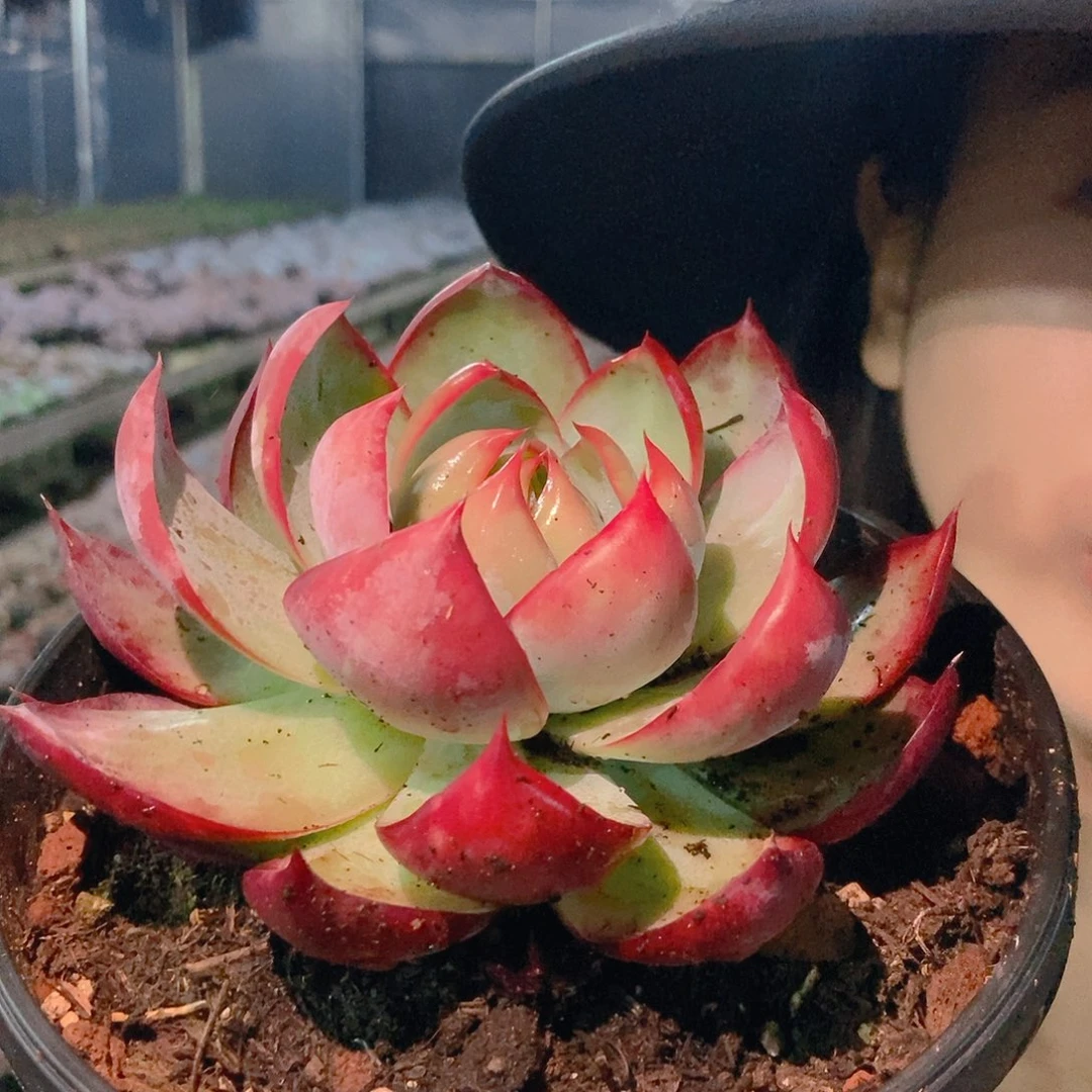 惊鸿单头韩盆随机