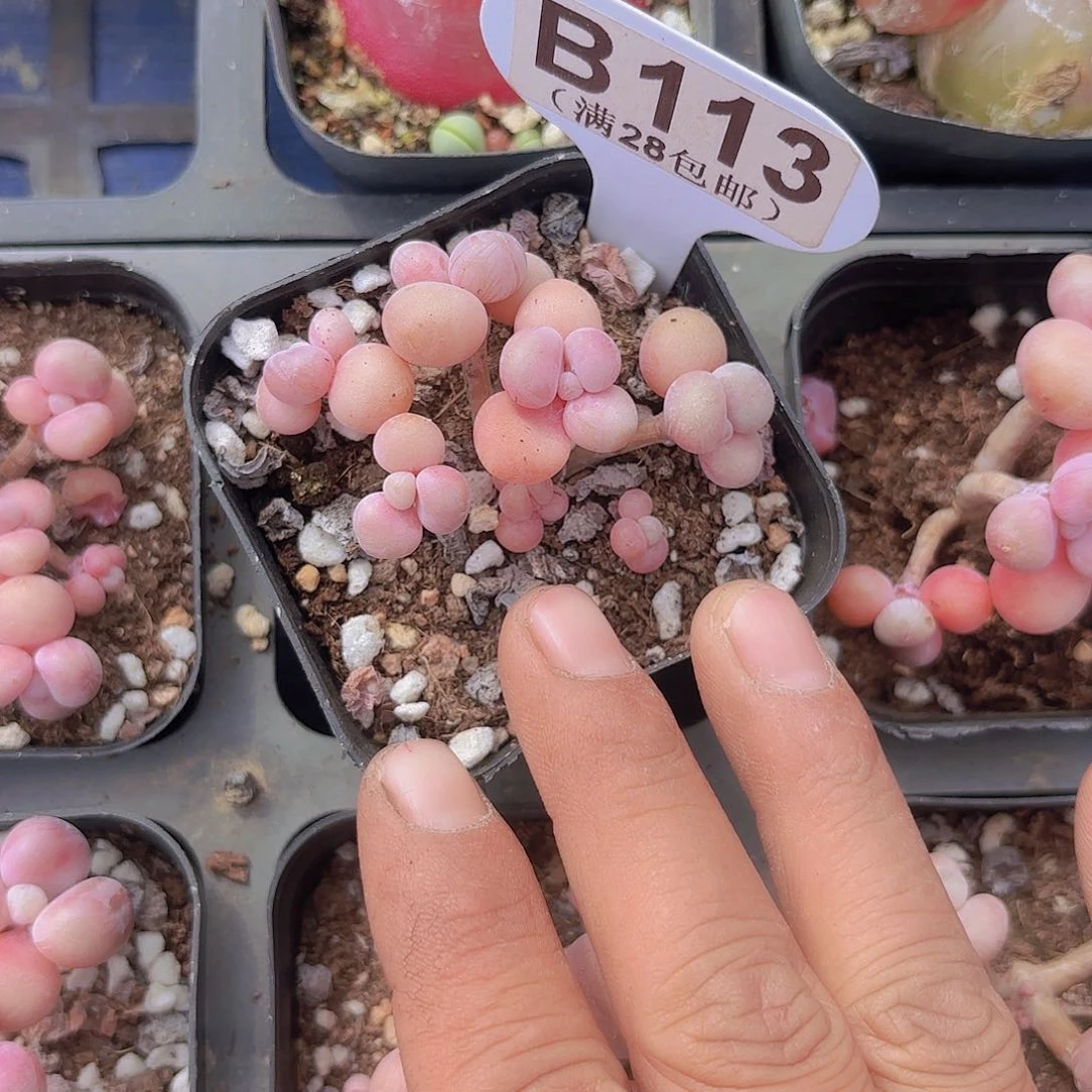 B113丸叶糖果桃蛋一物一拍