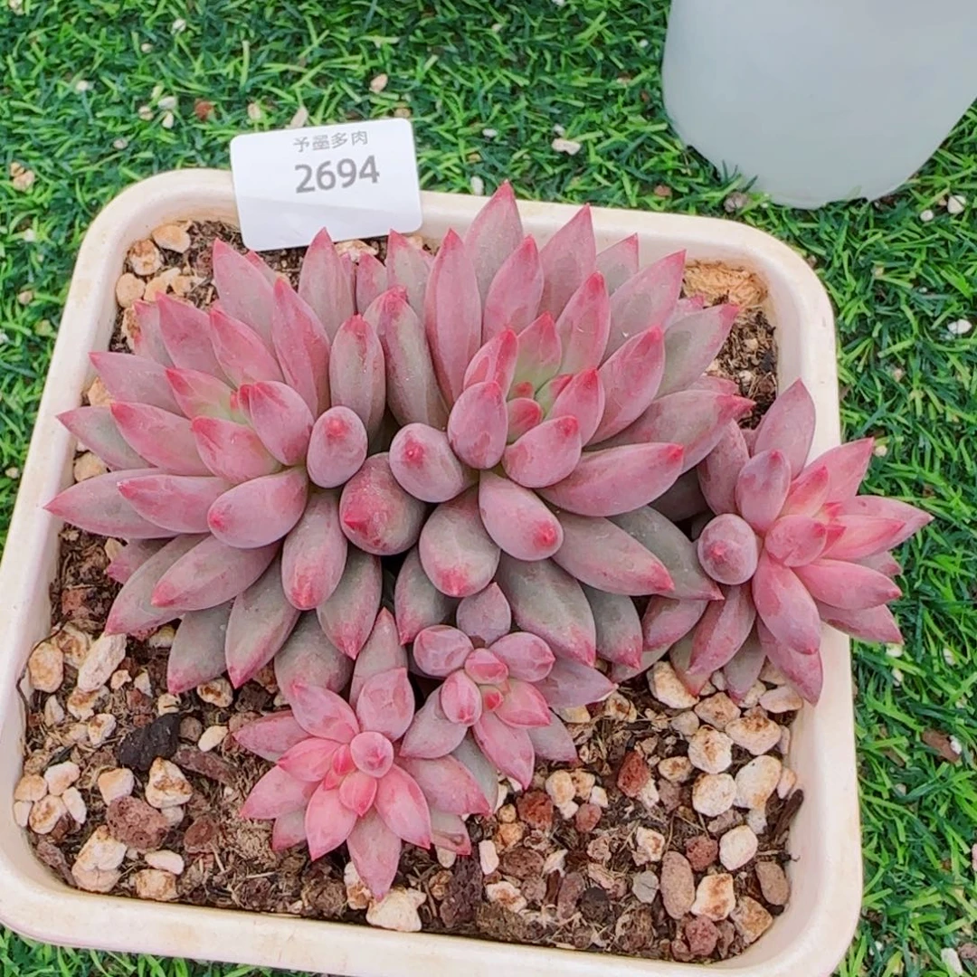 虞美人，2694多肉植物