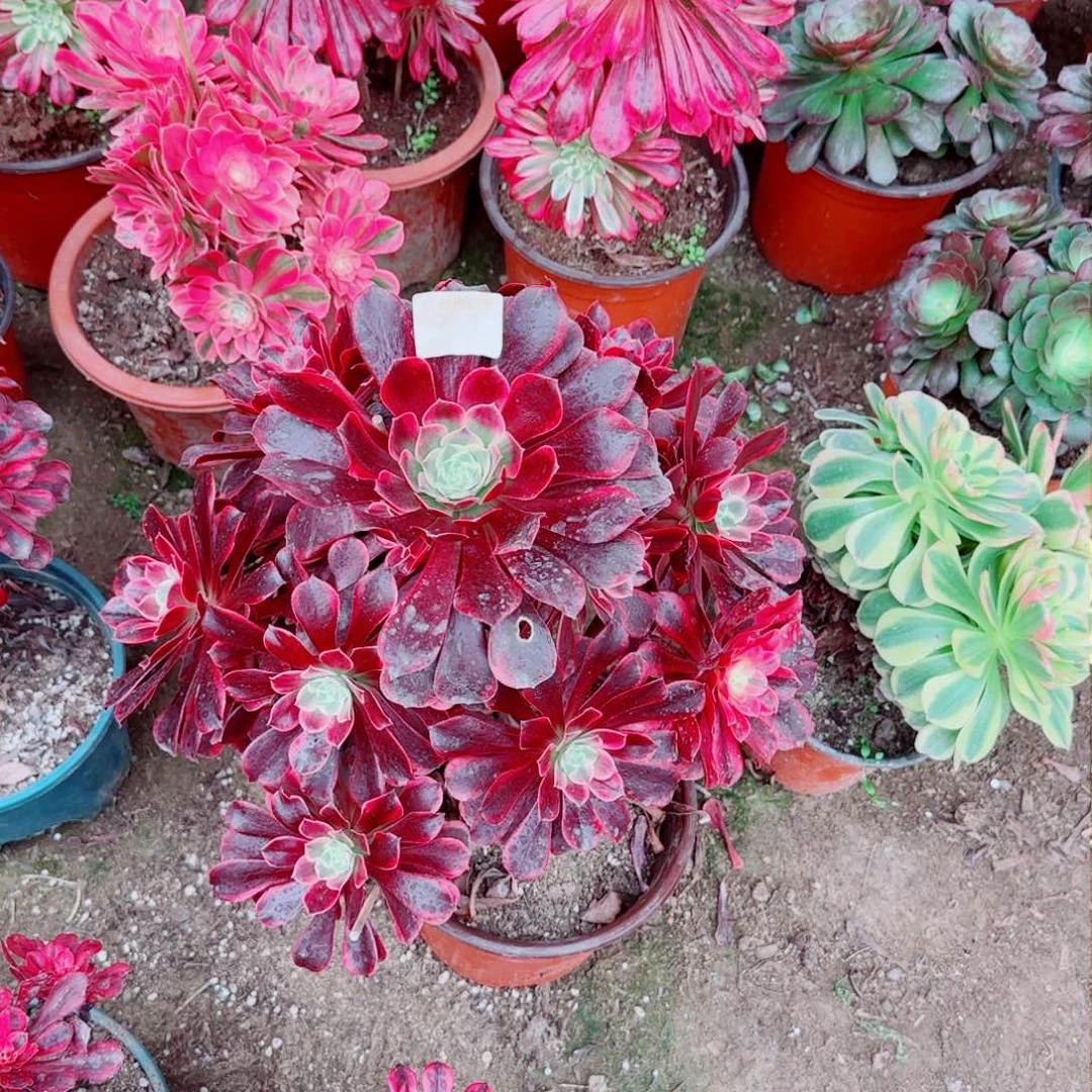 金丝法师多肉348