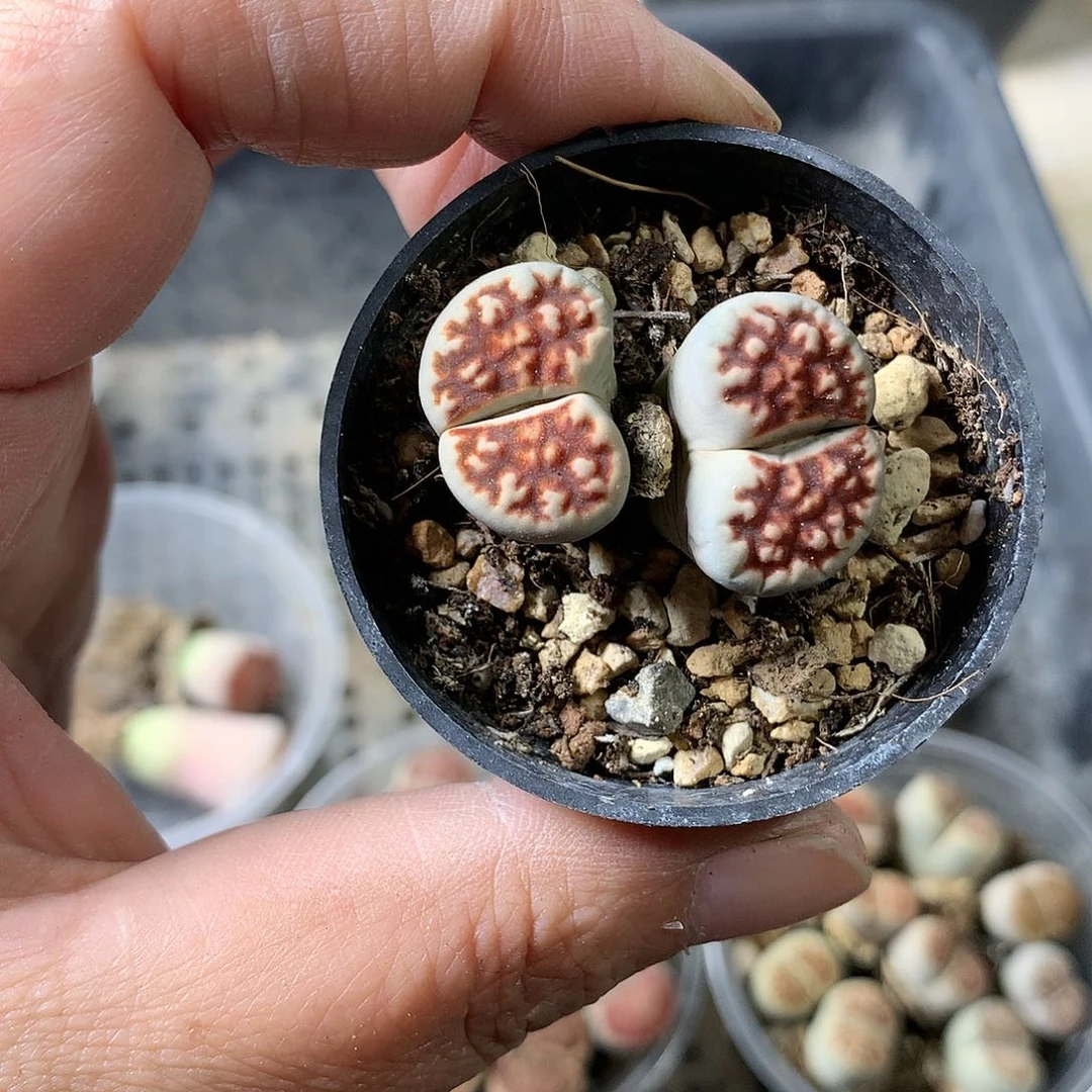 G310多肉植物保护
