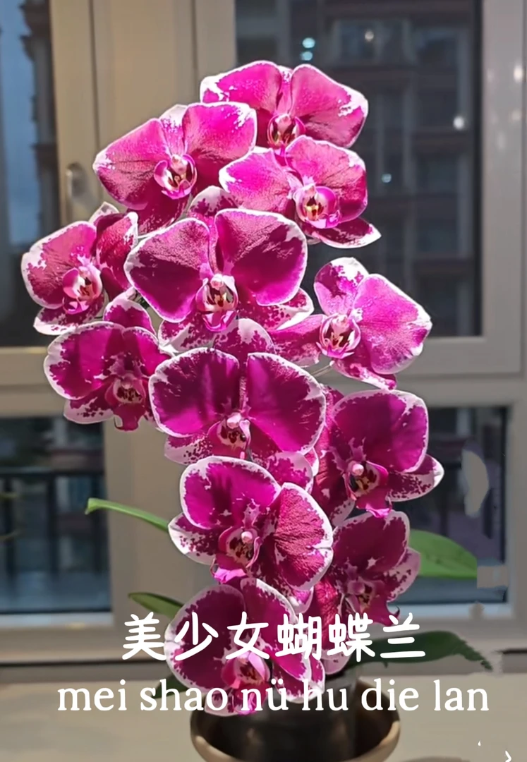 美少女蝴蝶兰成熟苗【3.5寸杯】颜色靓丽的大轮花(包邮快递】