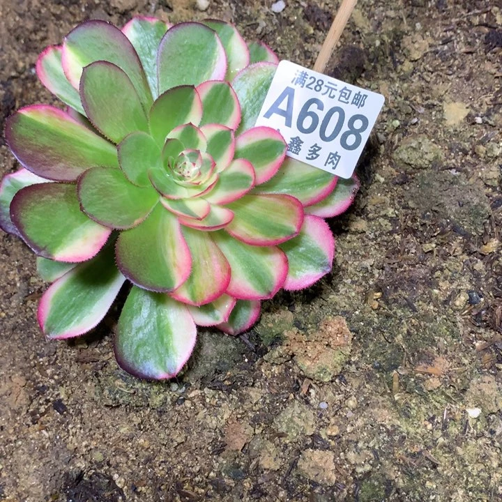 608多肉植物一物一拍