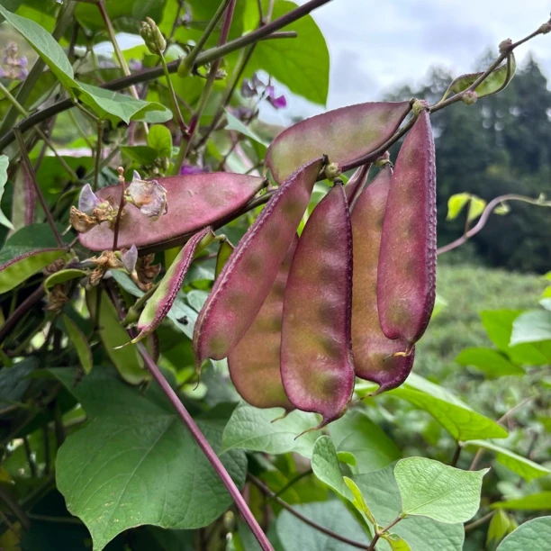 贵州农家自种新鲜架豆扁豆刀豆紫边现摘