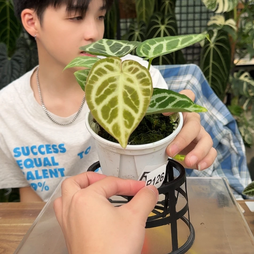 完全开放R126哪吒杂黑刷子