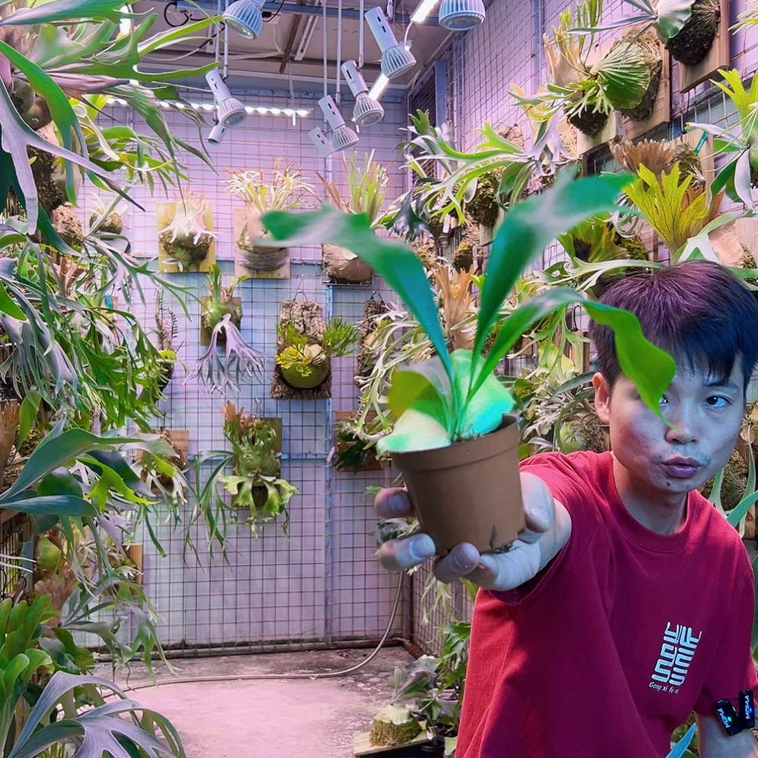 无花朵千手杯苗随机挑大的发a15