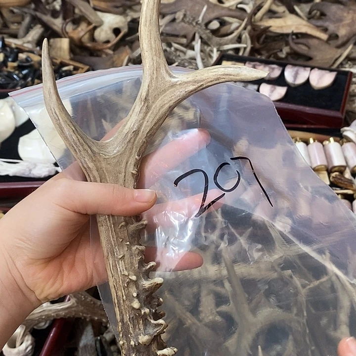音***人无非金属鹿角鹿角鹿角鹿角鹿角