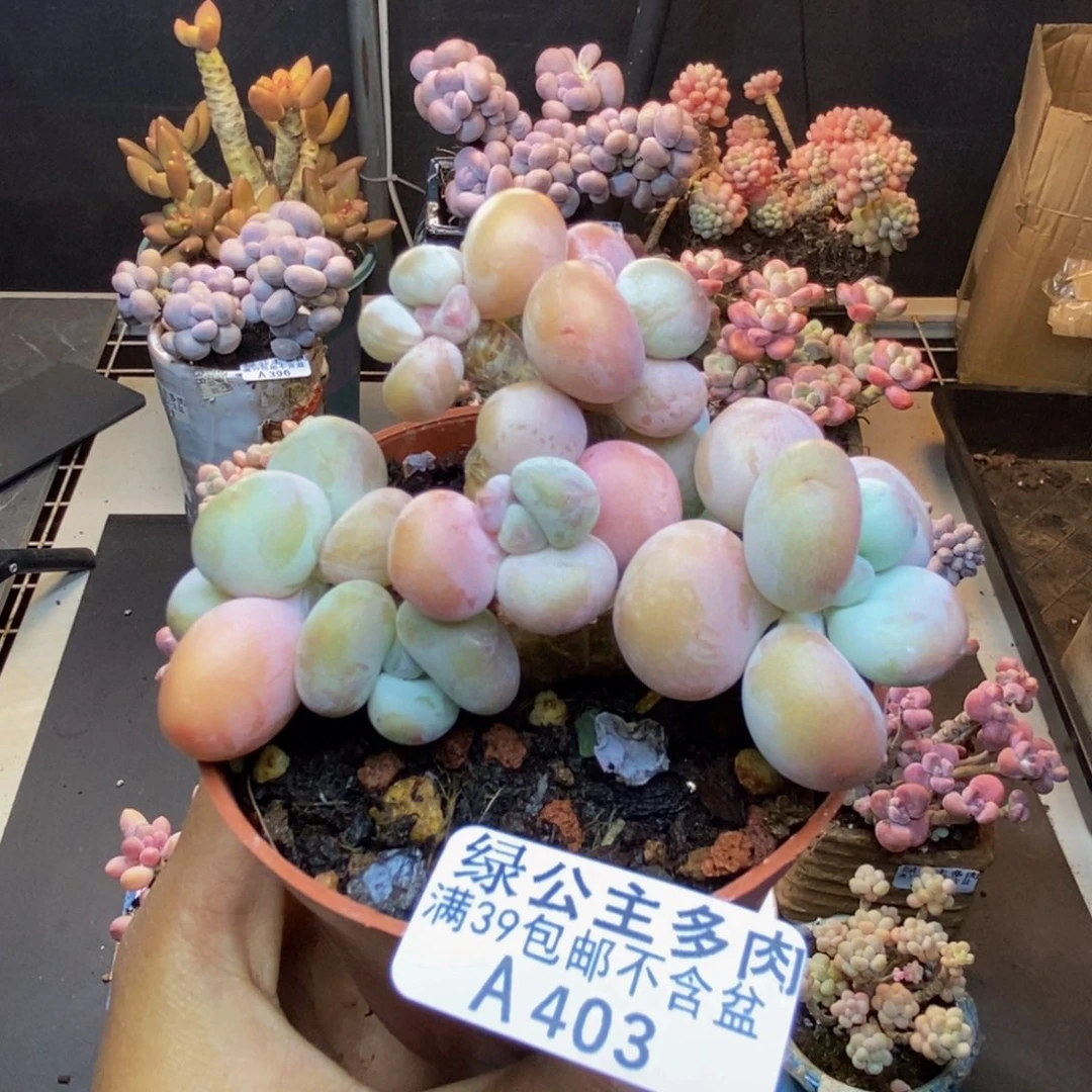 403腰子洛神多肉7cm