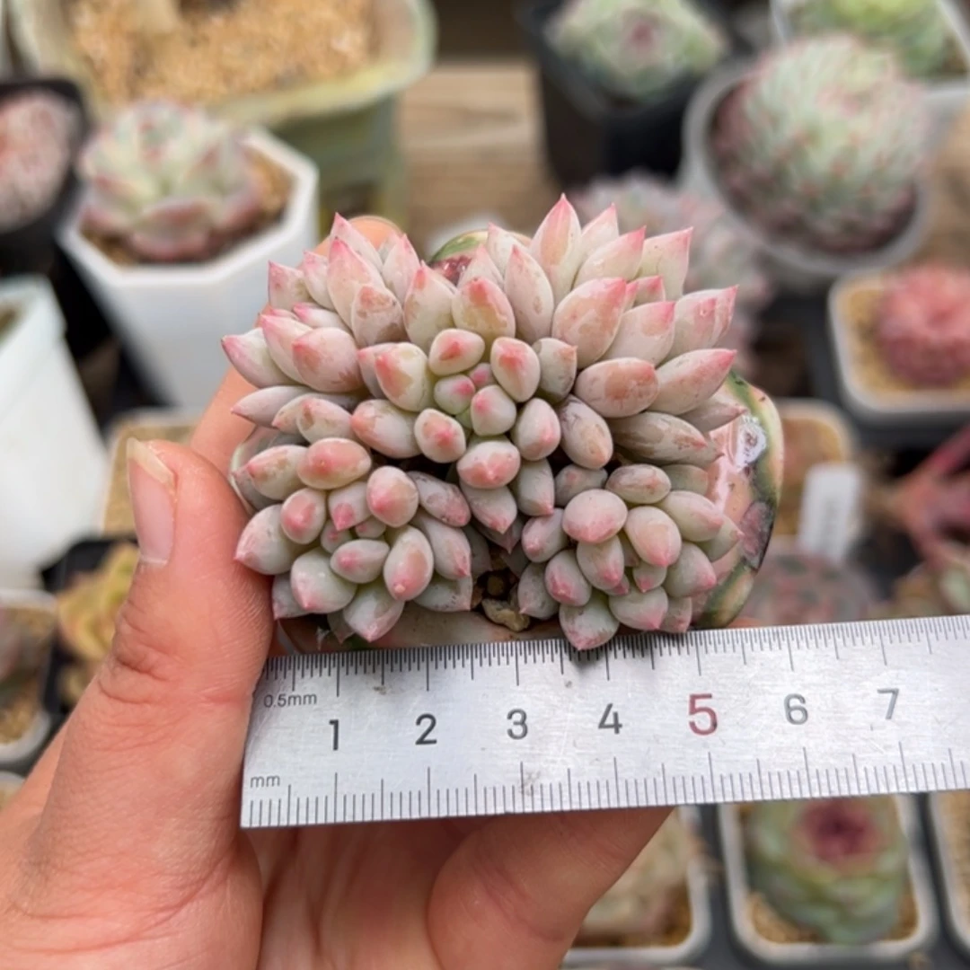 妮****y034 多肉植物组合盆栽