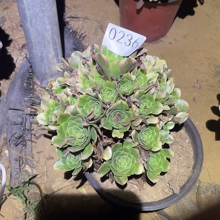 多肉植物断枝不包236欣尼亚