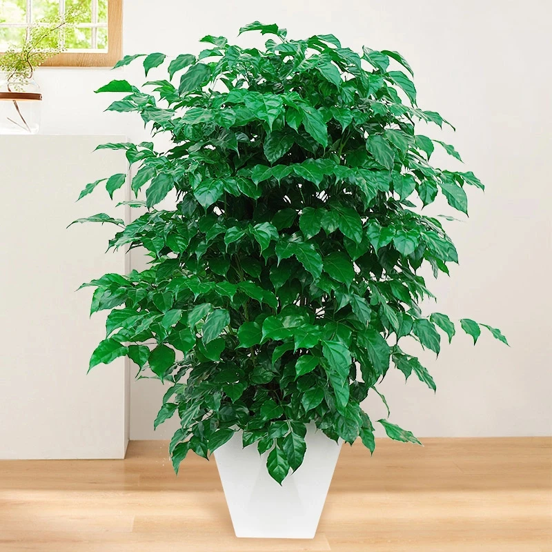 【60-70cm】幸福树盆栽植物绿色好养盆景净化空气吸甲醛桌面绿植