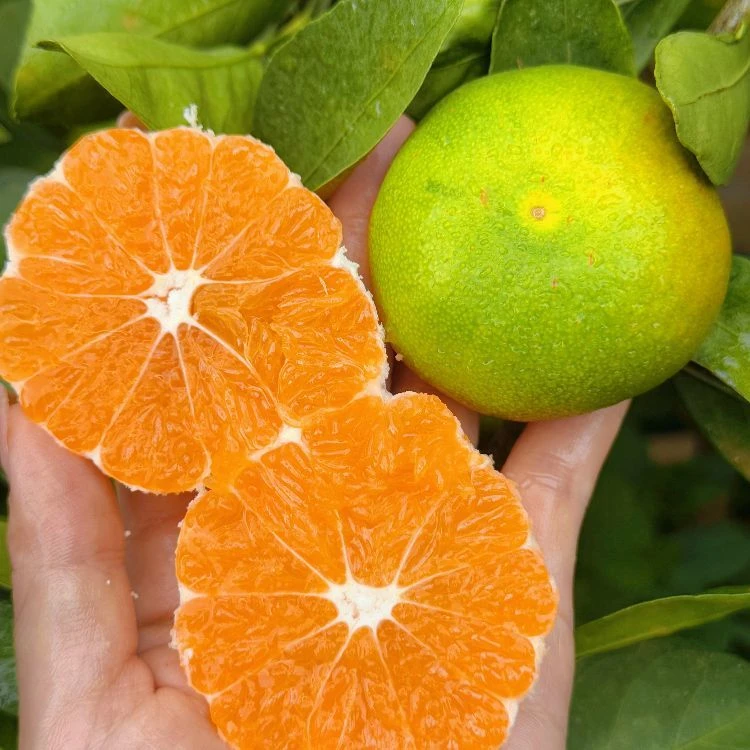 无籽蜜桔云南当季新鲜青皮无核酸甜可口上好陈皮原料