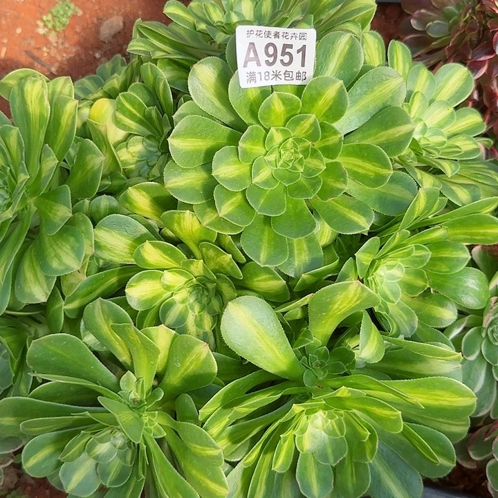 多肉法师翡翠琉璃