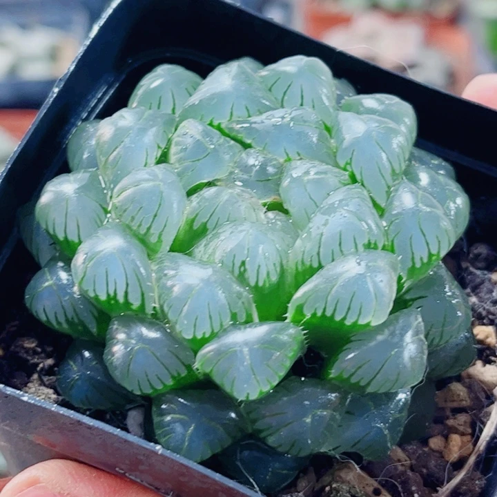 大***儿十二卷 湖水冰灯 福利